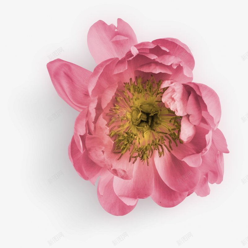 牡丹花花朵植物玫瑰红玫瑰黑玫瑰黄玫瑰白玫瑰玫瑰花瓣png免抠素材_新图网 https://ixintu.com 牡丹花 玫瑰花叶子 玫瑰花瓣 白玫瑰 花朵植物玫瑰红玫瑰 花束 花枝 花球 黄玫瑰 黑玫瑰