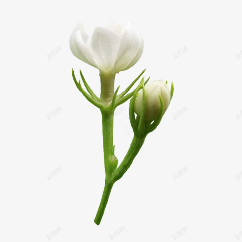 精美茉莉花逐帧动作春山抠制图春山春山博客溶图png免抠素材_新图网 https://ixintu.com 春山 春山博客 溶图