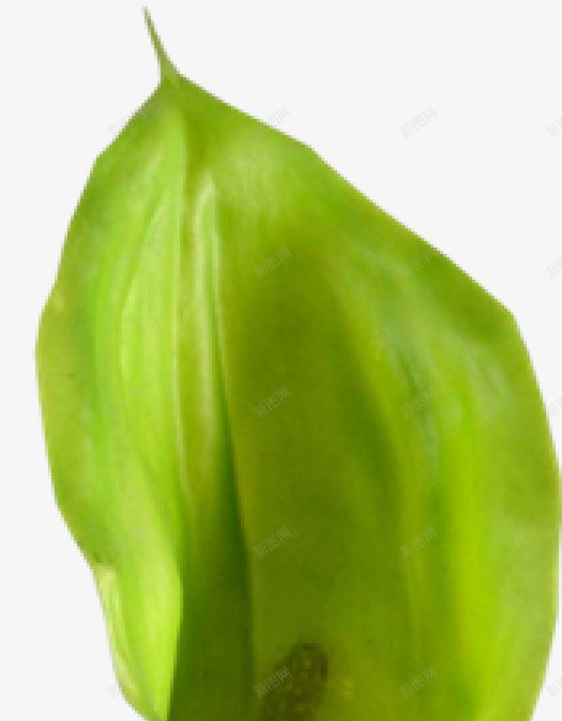 花朵十二xcbwuyi6565wuyiplant图标png_新图网 https://ixintu.com plant wuyi xcbwuyi6565 花朵十二