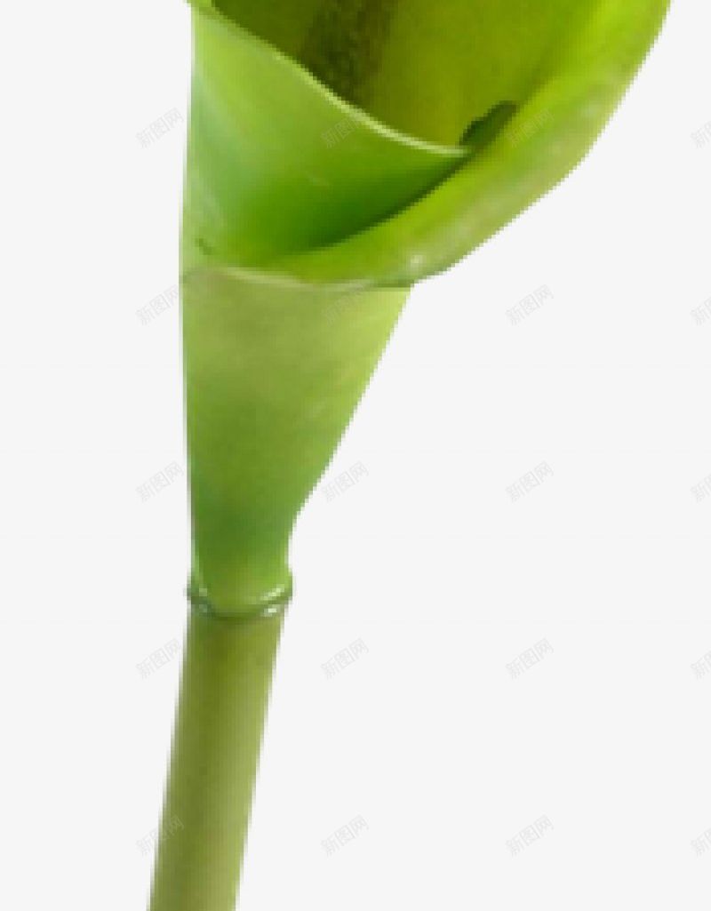 花朵十二xcbwuyi6565wuyiplant图标png_新图网 https://ixintu.com plant wuyi xcbwuyi6565 花朵十二