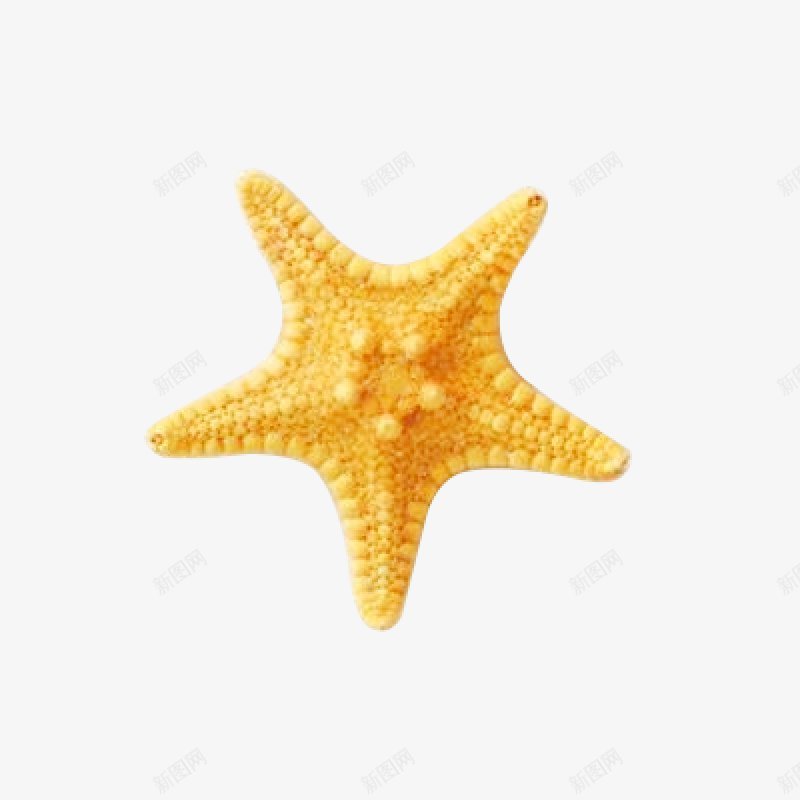 海星未定义png免抠素材_新图网 https://ixintu.com 未定义 海星