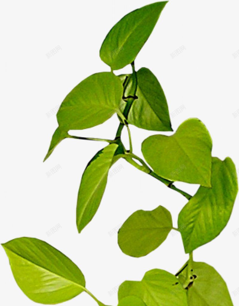 树枝绿叶十三xcbwuyi6565wuyi植物花草图标png_新图网 https://ixintu.com wuyi xcbwuyi6565 树枝绿叶十三 植物花草系列合成