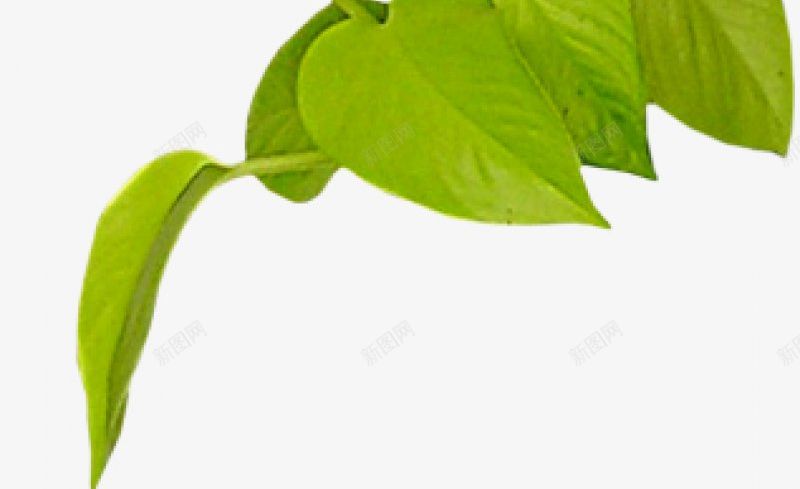 树枝绿叶十三xcbwuyi6565wuyi植物花草图标png_新图网 https://ixintu.com wuyi xcbwuyi6565 树枝绿叶十三 植物花草系列合成