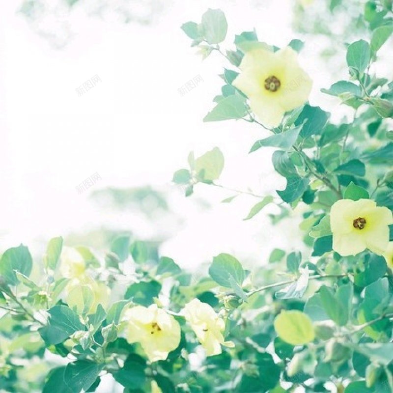 背景图水彩小清新壁纸花花物语jpg设计背景_新图网 https://ixintu.com 壁纸 小清新 水彩 背景图 花花物语