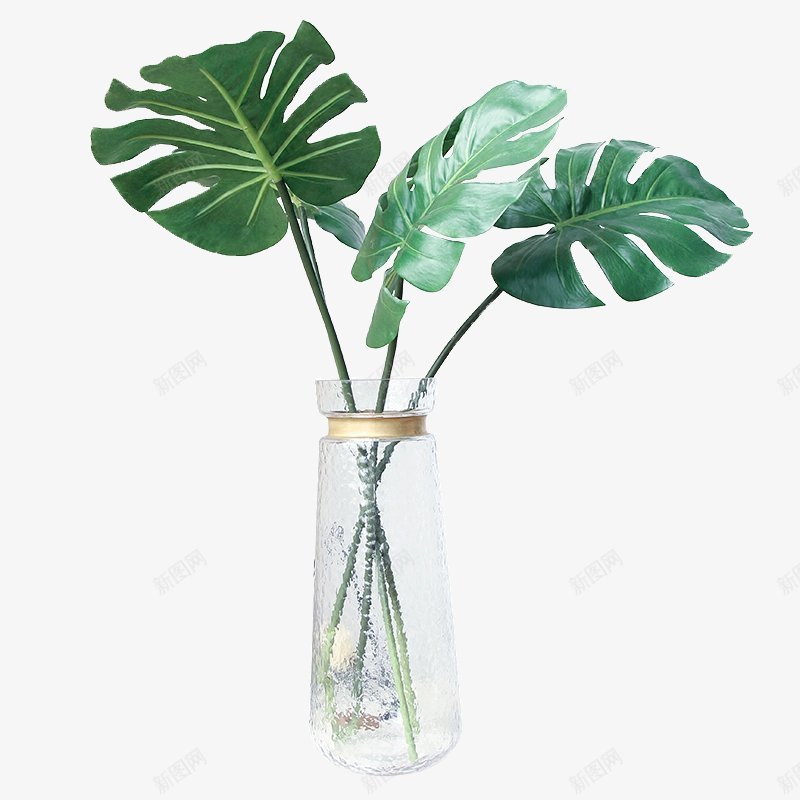 北欧植物盆栽绿色花瓶植物透明盆栽植物png免抠素材_新图网 https://ixintu.com 北欧植物 植物 盆栽 盆栽绿色花瓶植物透明