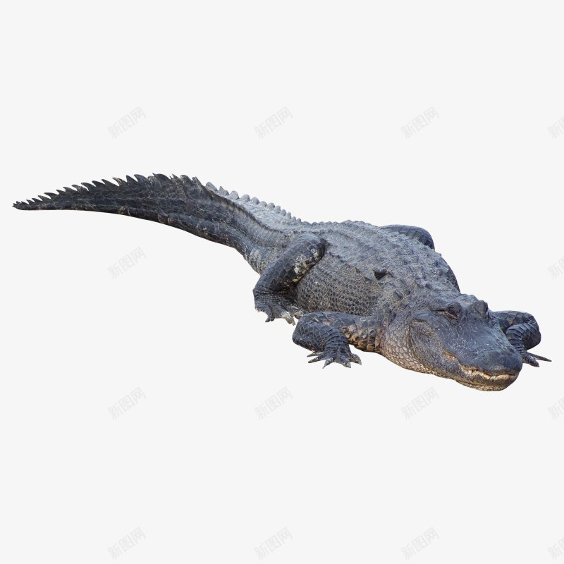透明背景鳄鱼ABC输入法动物格式图透明图图标png_新图网 https://ixintu.com 动物格式图 透明图