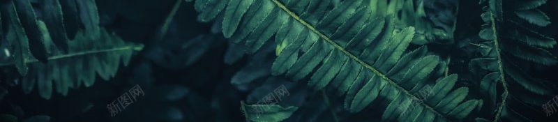 自然背景树叶深色叶子背景叶jpg设计背景_新图网 https://ixintu.com 叶子背景