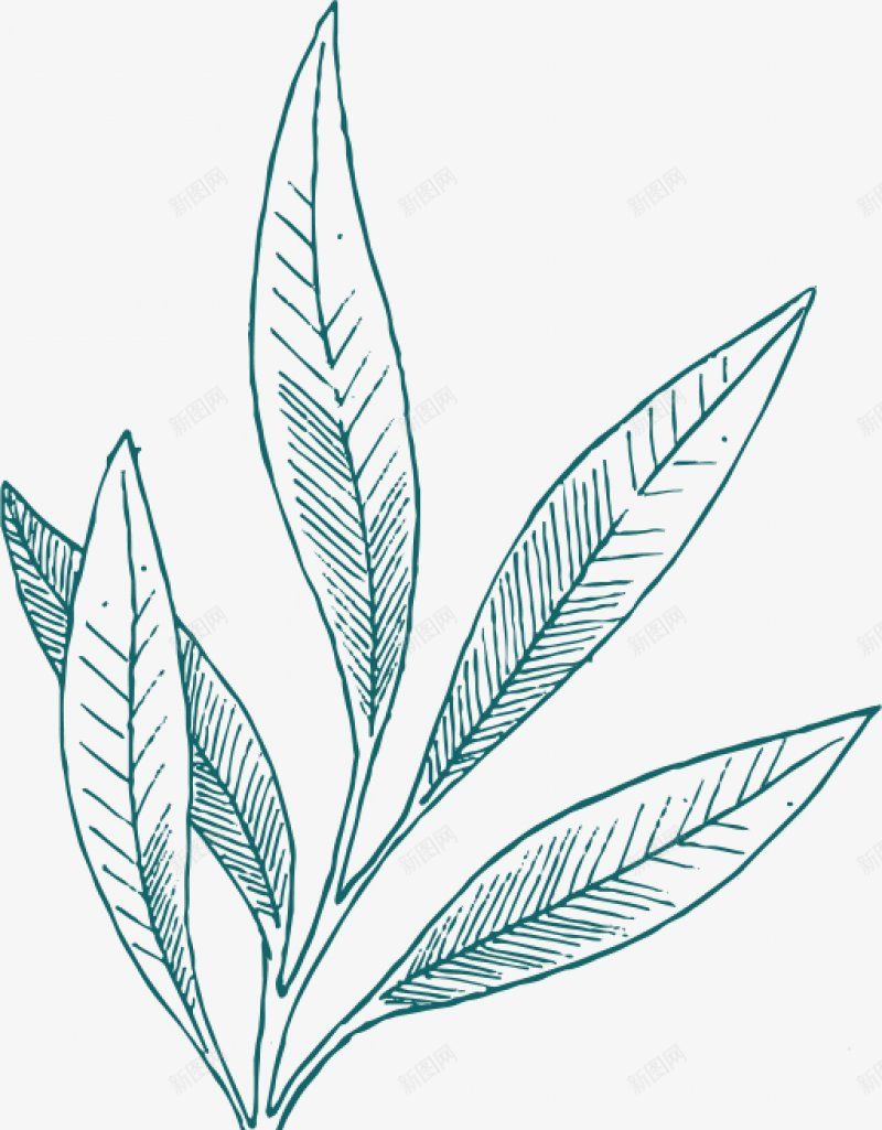 手绘线稿叶子PNS透明底png免抠素材_新图网 https://ixintu.com PNS透明底 叶子 手绘线稿