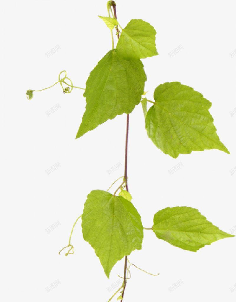 透明背景鲜花树木植物平面花png免抠素材_新图网 https://ixintu.com 平面花 透明背景鲜花树木植物