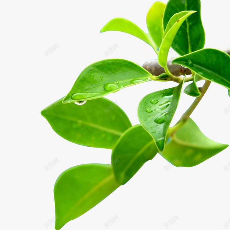 绿色海报合成植物灬小狮子灬3植物鲜花透明图案鲜花植png免抠素材_新图网 https://ixintu.com 3植物鲜花 叶子 手绘花朵 植物 竹叶 粉色花朵 红色花朵 蓝色花朵 透明图案 鲜花