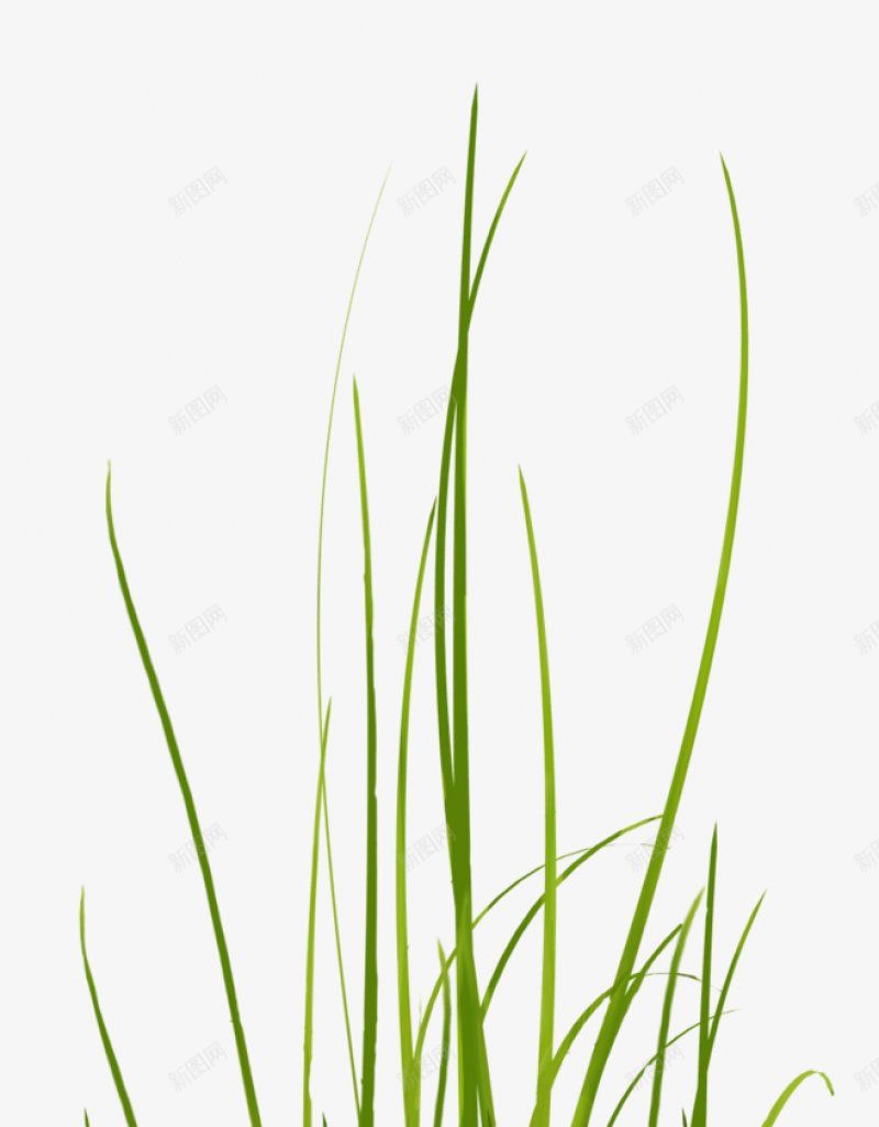 绿植草木花卉专注电商资源采集52透明绿色水果鲜png免抠素材_新图网 https://ixintu.com 专注电商资源采集 图片 干净 栀子 植物 水果 绿植草木花卉 绿色 透明 鲜花