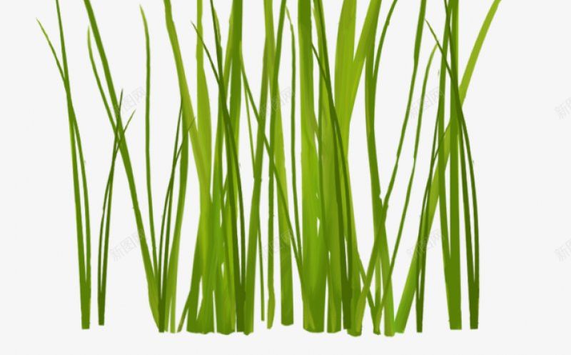 绿植草木花卉专注电商资源采集52透明绿色水果鲜png免抠素材_新图网 https://ixintu.com 专注电商资源采集 图片 干净 栀子 植物 水果 绿植草木花卉 绿色 透明 鲜花