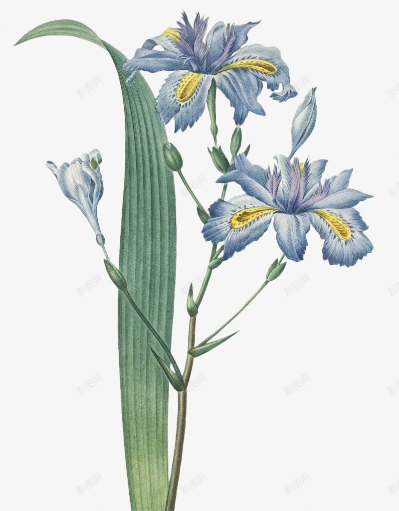 高清精致手绘花簇png免抠素材_新图网 https://ixintu.com 手绘花朵 花 花束 花簇 卡通花卉 卡通花朵 水彩花卉 水彩植物 水彩花朵 清新植物 优雅花朵 优雅花卉 花卉植物 植物开花 花卉插画 干花 竹花朵 树叶 文化艺术绘画