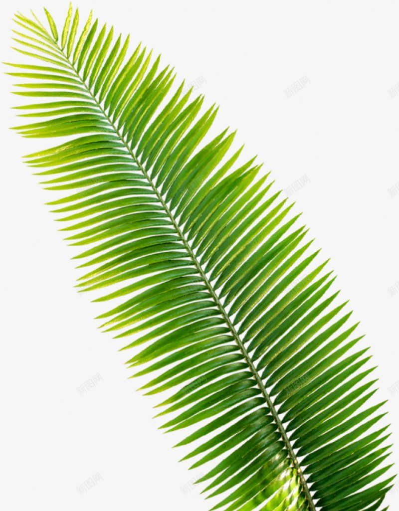 植物叶子漂浮叶子点缀食菜类kaysar凯赛尔png免抠素材_新图网 https://ixintu.com kaysar 免扣 凯赛尔 叶子漂浮 叶子点缀 植物 食菜类