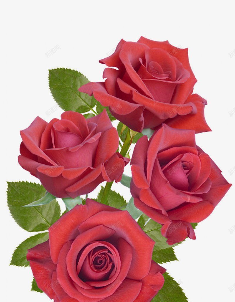 点缀玫瑰花鲜花点缀png免抠素材_新图网 https://ixintu.com 点缀 玫瑰花 鲜花