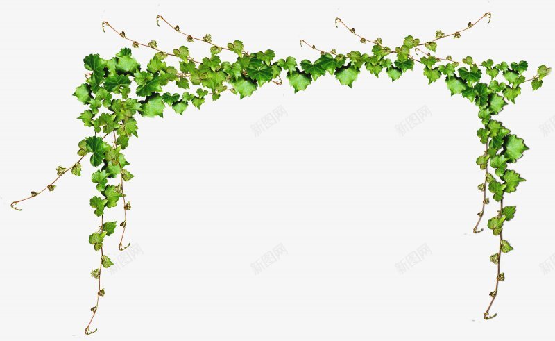 爬山虎树叶藤蔓植物集中营png免抠素材_新图网 https://ixintu.com 免扣 树叶 植物集中营 爬山虎 藤蔓