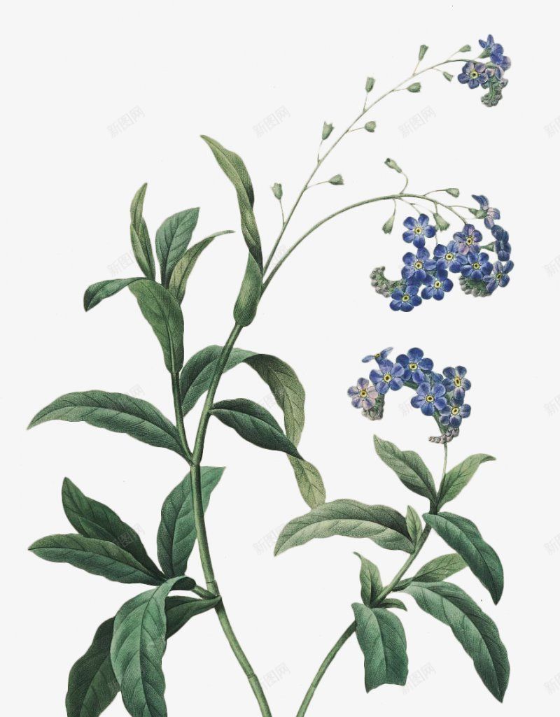 高清精致手绘花簇png免抠素材_新图网 https://ixintu.com 手绘花朵 花 花束 花簇 卡通花卉 卡通花朵 水彩花卉 水彩植物 水彩花朵 清新植物 优雅花朵 优雅花卉 花卉植物 植物开花 花卉插画 干花 竹花朵 树叶 文化艺术绘画