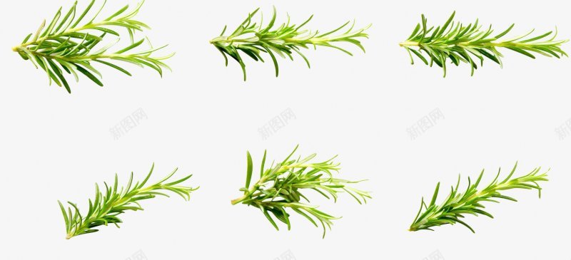 迷迭香植物香料PNS透明底png免抠素材_新图网 https://ixintu.com PNS透明底 植物 迷迭香 香料
