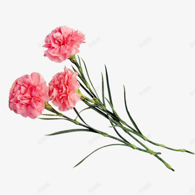 三支红玫瑰爱心情人节png免抠素材_新图网 https://ixintu.com 三支 花 红玫瑰 爱心 情人节 214 七月七 相会 LOVE 红色 爱心 艺术设计 520表白日 飘浮 浪漫 爱情 情人