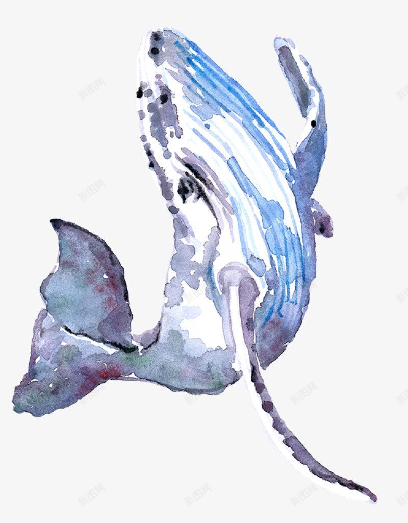 海洋生物21png免抠素材_新图网 https://ixintu.com 免扣 海洋生物免扣