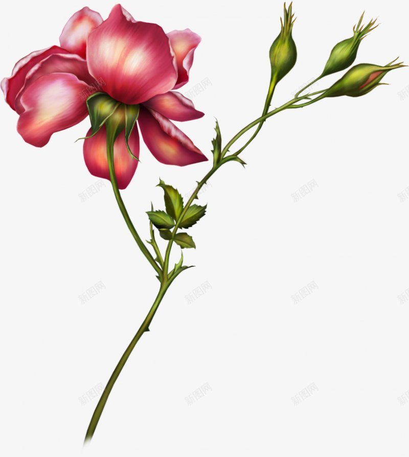 高清精致手绘花簇png免抠素材_新图网 https://ixintu.com 手绘花朵 花 花束 花簇 卡通花卉 卡通花朵 水彩花卉 水彩植物 水彩花朵 清新植物 优雅花朵 优雅花卉 花卉植物 植物开花 花卉插画 干花 竹花朵 树叶 文化艺术绘画