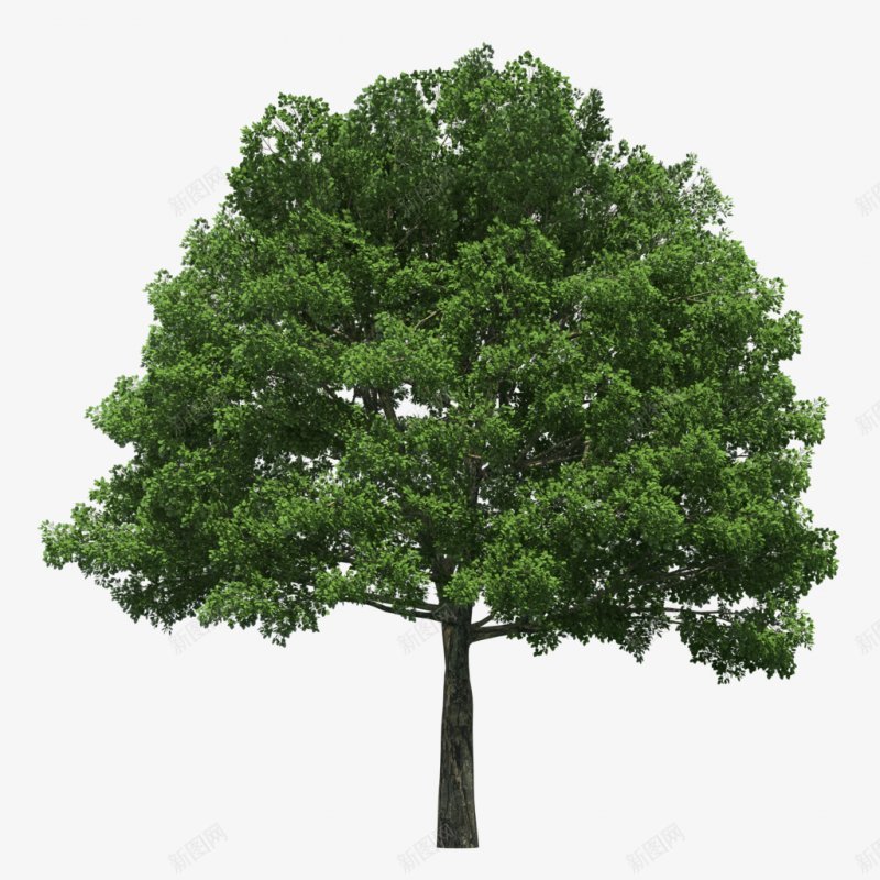 景观树树植物png免抠素材_新图网 https://ixintu.com 免扣 景观树 树 植物