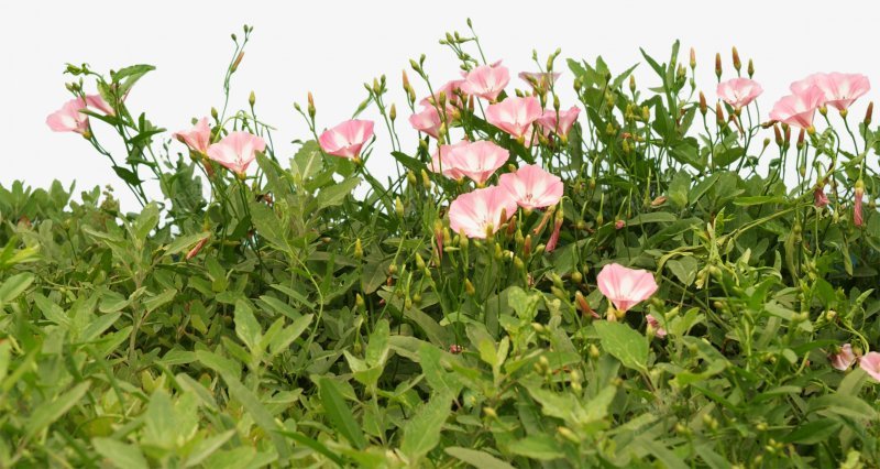 草类植物绿叶藤蔓叶子花朵薰衣草玫瑰花荷花荷叶荷花植png免抠素材_新图网 https://ixintu.com 叶子 植物 玫瑰 绿叶 花 花朵 草类 荷花 薰衣草 藤蔓