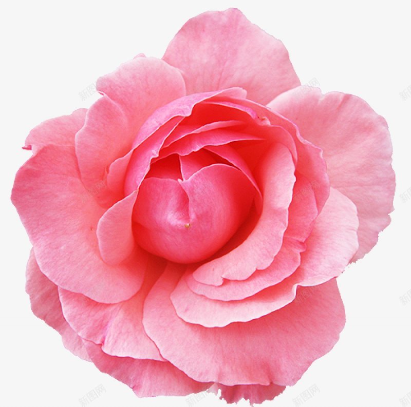 玫瑰花瓣花朵粉色PNS透明底png免抠素材_新图网 https://ixintu.com PNS透明底 玫瑰花瓣 粉色 花朵