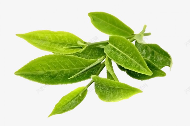专注电商资源采集透明苹果草莓西红柿猕猴桃西瓜辣png免抠素材_新图网 https://ixintu.com 专注电商资源采集 猕猴桃 苹果 草莓 蔬菜食品 西瓜 西红柿 辣椒 透明图片 黄瓜