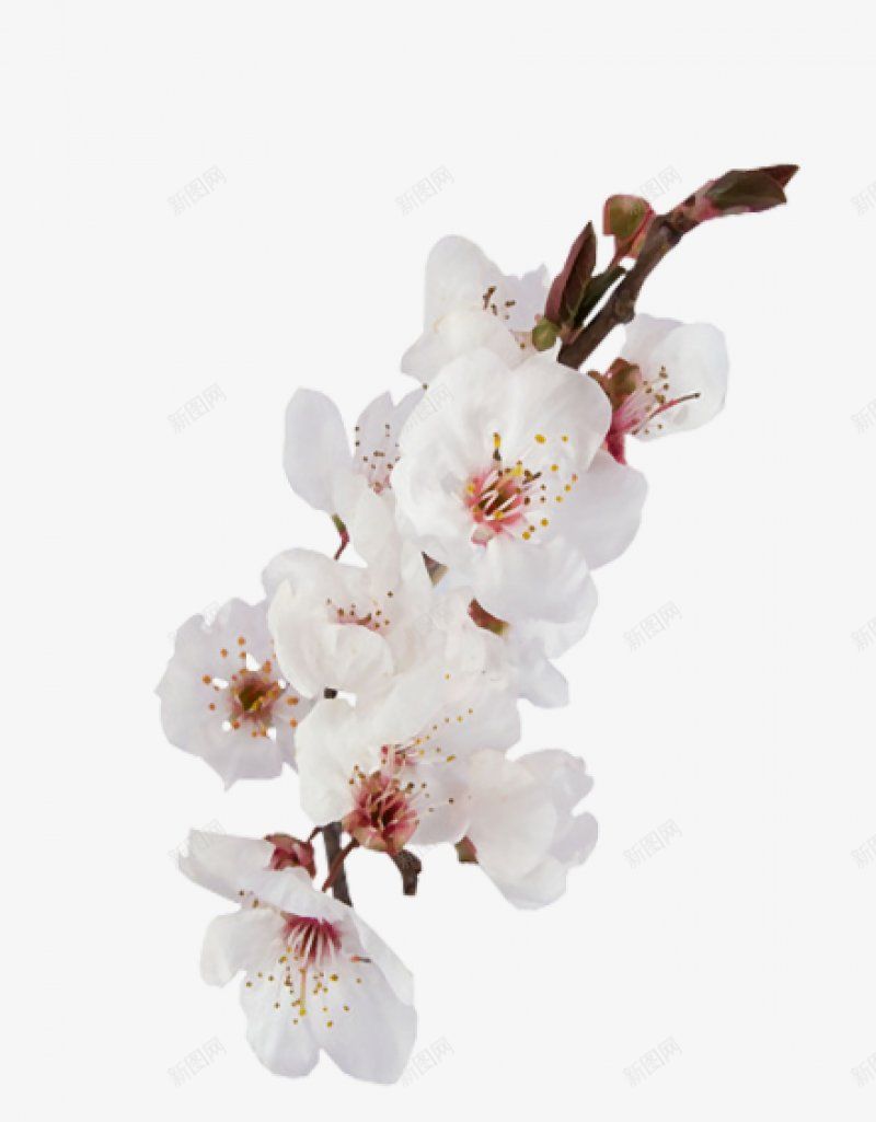 图透明21花草树木png免抠素材_新图网 https://ixintu.com 免扣图透明 花草树木