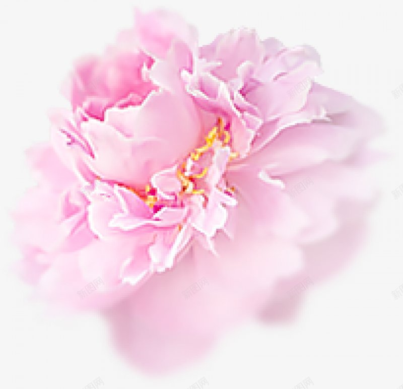 唯美鲜花花卉花朵艺术插画紫色蓝色唯美的3png免抠素材_新图网 https://ixintu.com 3植物鲜花 叶子 唯美鲜花花卉花朵 手绘花朵 植物 竹叶 红色花朵 艺术插画 透明图案 鲜花