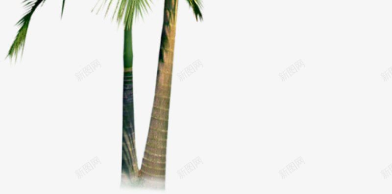 棕榈树椰子树北坤人饰品18png免抠素材_新图网 https://ixintu.com 棕榈树 椰子树北坤人 饰品18