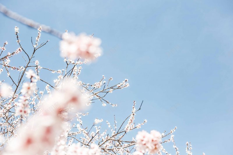 春天清新桃花蓝天大图红色系春天jpg设计背景_新图网 https://ixintu.com 全屏大图 春天 春天清新桃花蓝天大图 桃花 素材 红色系春天 背景 蓝天