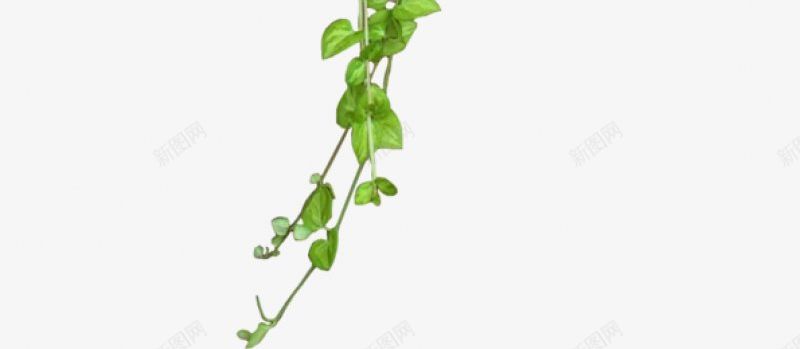 绿植草木花卉专注电商资源采集31透明绿色水果鲜png免抠素材_新图网 https://ixintu.com 专注电商资源采集 图片 干净 栀子 植物 水果 绿植草木花卉 绿色 透明 鲜花