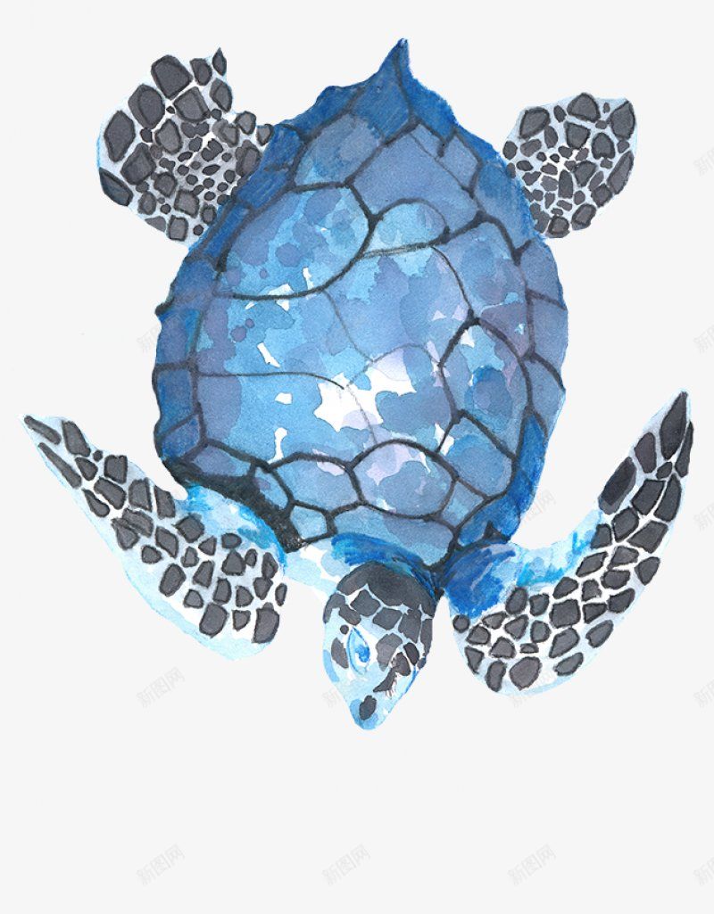 海洋生物20png免抠素材_新图网 https://ixintu.com 免扣 海洋生物免扣