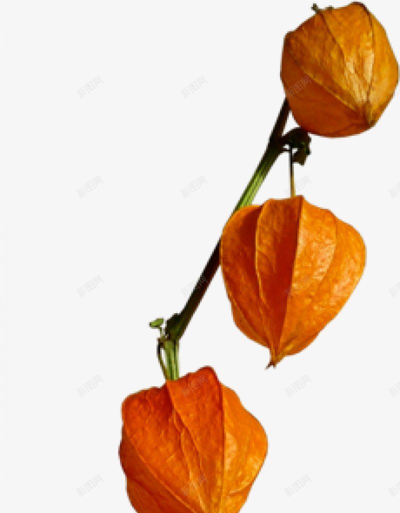 水果彼岸桃花花草png免抠素材_新图网 https://ixintu.com 彼岸桃花 水果 花草