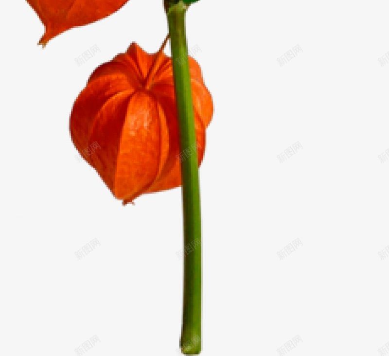 水果彼岸桃花花草png免抠素材_新图网 https://ixintu.com 彼岸桃花 水果 花草