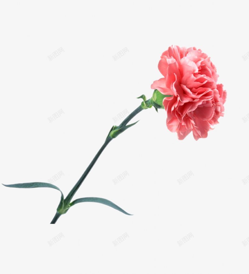 一支红玫瑰爱心情人节png免抠素材_新图网 https://ixintu.com 一支红玫瑰 花 绿植 爱心 爱情 情人节 214 七月七 LOVE 红色 爱心 艺术设计 520表白日 丝带 飘浮 浪漫 爱情 情人