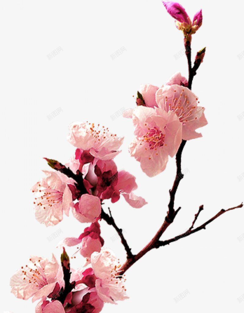 花桃花枝png免抠素材_新图网 https://ixintu.com 花桃花枝
