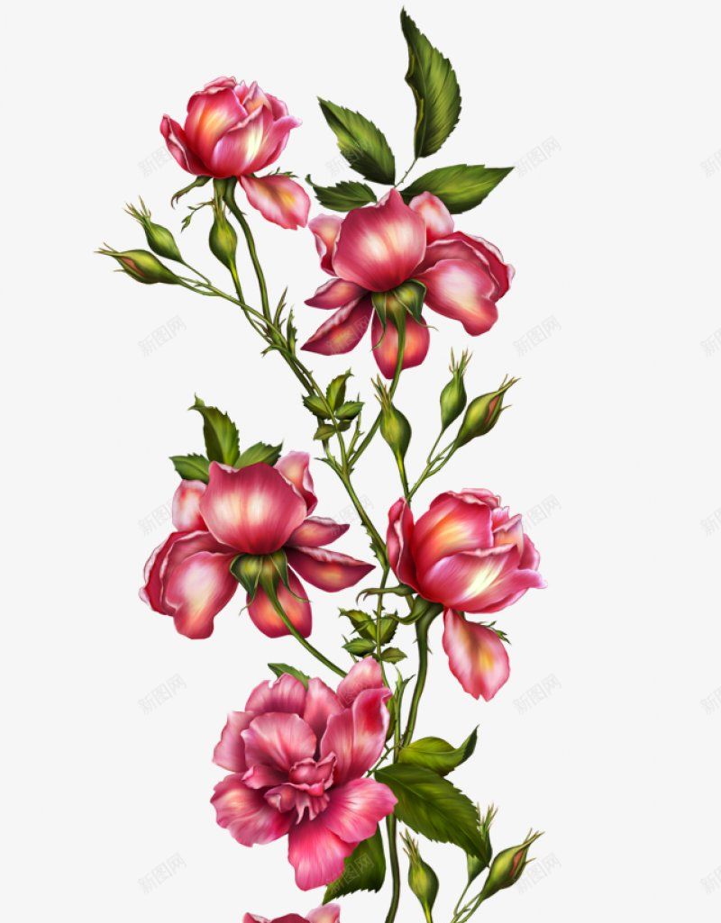 高清精致手绘花簇png免抠素材_新图网 https://ixintu.com 手绘花朵 花 花束 花簇 卡通花卉 卡通花朵 水彩花卉 水彩植物 水彩花朵 清新植物 优雅花朵 优雅花卉 花卉植物 植物开花 花卉插画 干花 竹花朵 树叶 文化艺术绘画