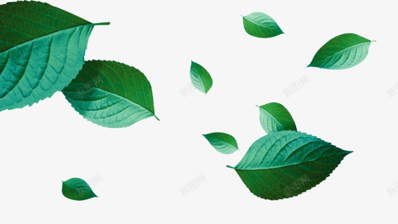 叶子树叶漂浮物png免抠素材_新图网 https://ixintu.com 绿色 春天 树叶 水滴 水珠 海报 漂浮 漂浮物 透明