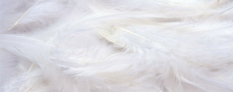 羽毛Background电商清新高端简洁钻展bjpg设计背景_新图网 https://ixintu.com banner 入口图 清新 简洁 羽毛 钻展 高清 高端