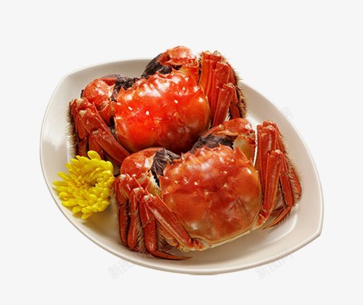 大闸蟹螃蟹中秋节食物PNS透明底png免抠素材_新图网 https://ixintu.com PNS透明底 中秋节食物 大闸蟹 螃蟹