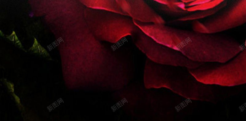 玫瑰花纹理5HHTML网H5jpg设计背景_新图网 https://ixintu.com H5 HTML网 玫瑰花纹理5H