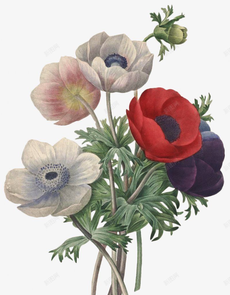 高清精致手绘花簇png免抠素材_新图网 https://ixintu.com 手绘花朵 花 花束 花簇 卡通花卉 卡通花朵 水彩花卉 水彩植物 水彩花朵 清新植物 优雅花朵 优雅花卉 花卉植物 植物开花 花卉插画 干花 竹花朵 树叶 文化艺术绘画