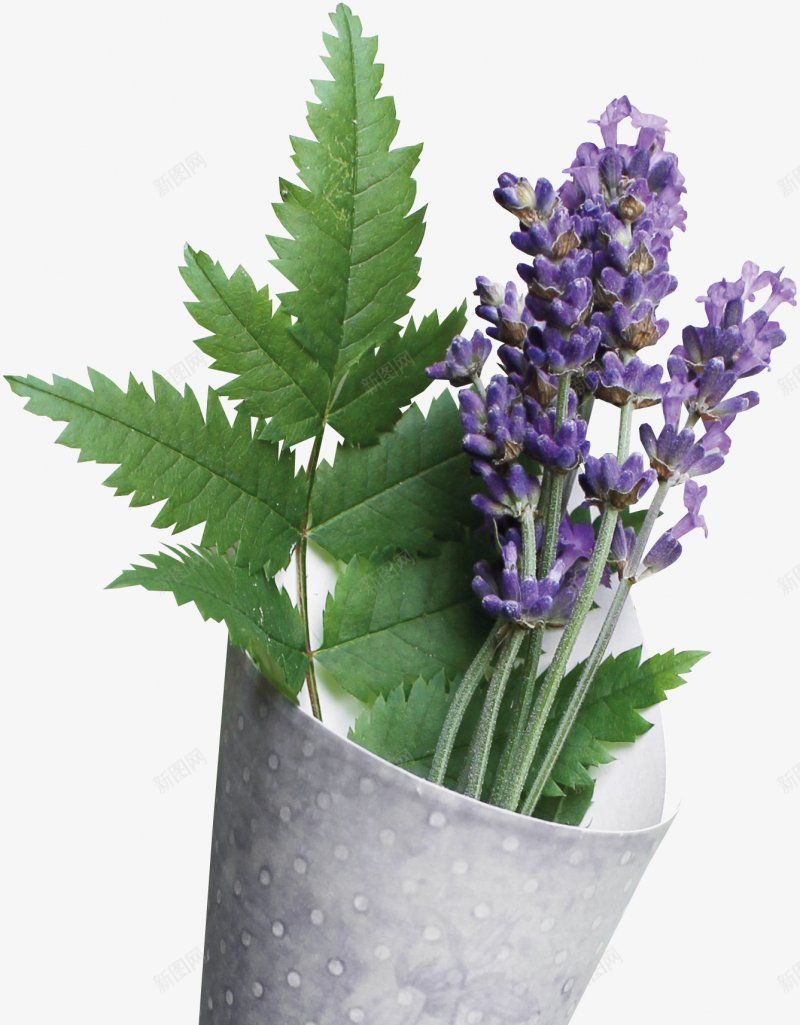 手绘紫色鲜花居家装饰图png免抠素材_新图网 https://ixintu.com 居家装饰 植物鲜花 包装 绿叶 紫色薰衣草 节节高 步步高 开放 花香 芳香 可爱的 自然的 装饰