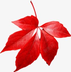 唯美鲜花花卉花朵艺术插画红色树叶的3植物素材