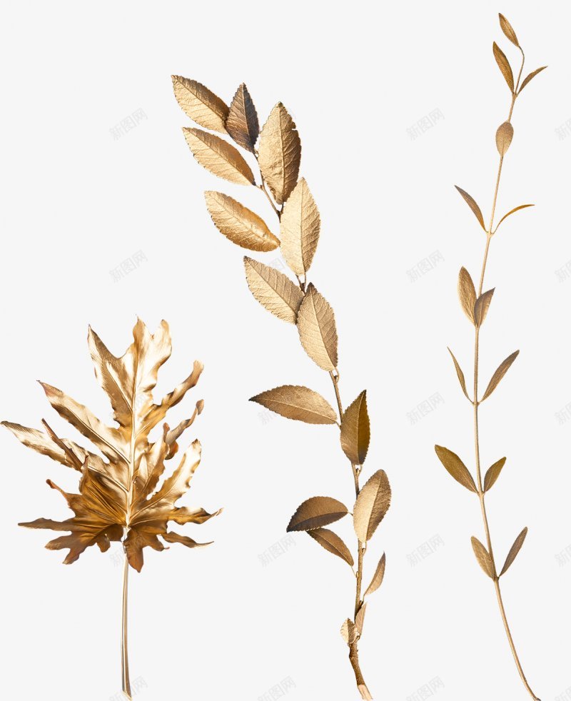 金色叶子漂浮装饰植物集中营png免抠素材_新图网 https://ixintu.com 免扣 植物集中营 漂浮装饰 金色叶子