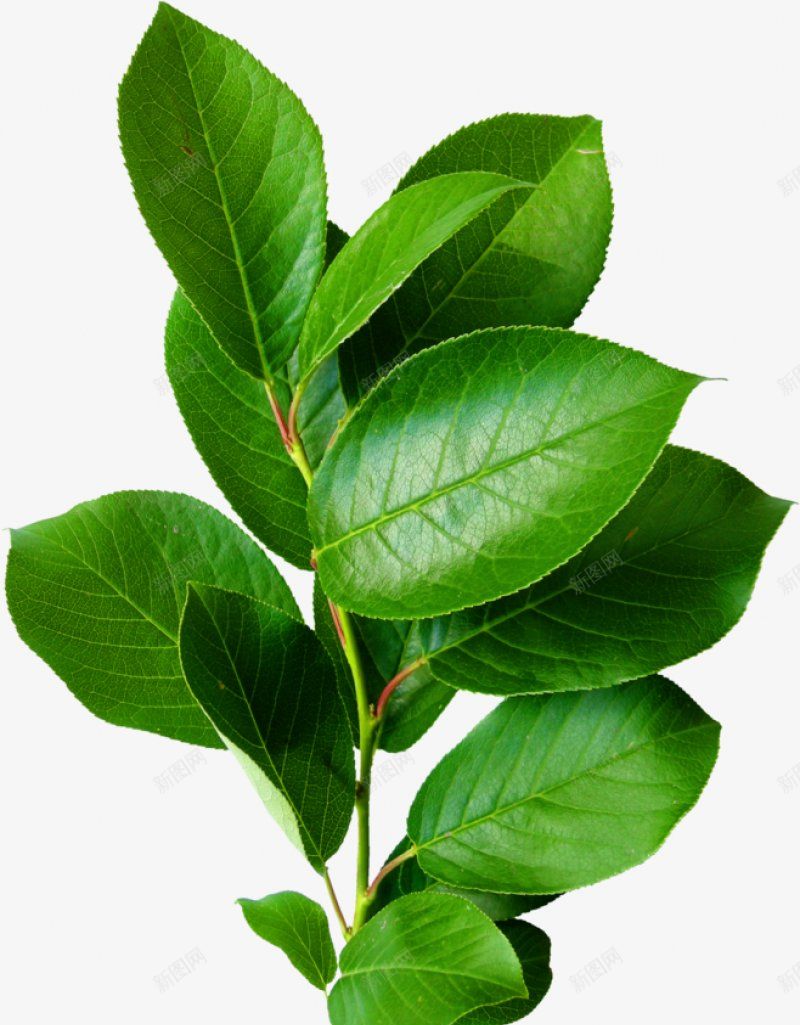 绿植草木花卉专注电商资源采集22透明绿色水果鲜png免抠素材_新图网 https://ixintu.com 专注电商资源采集 图片 干净 栀子 植物 水果 绿植草木花卉 绿色 透明 鲜花