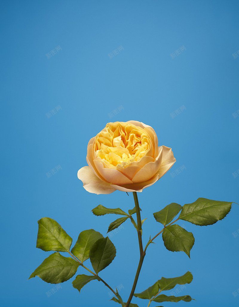 叶子花朵玫瑰植物植物集中营jpg设计背景_新图网 https://ixintu.com 叶子 叶子花朵玫瑰植物 植物背景素材 植物集中营 玫瑰花